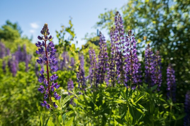 Wonderful blooming lupines in the meadow among the greenery against the blue sky