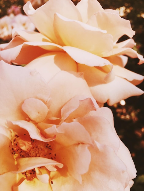 Чудесный цветущий цветок розы на закате цветочный фон красоты