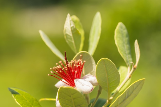 Wonderful blossom from a guava with green