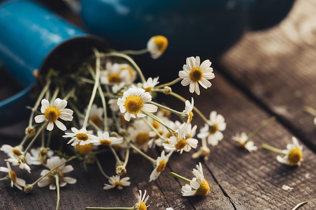 The wonderful chamomile with tea set in nature