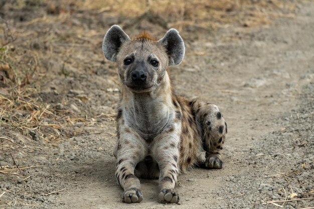 Photo a wonderful closeup of spotted hyena in the savanna