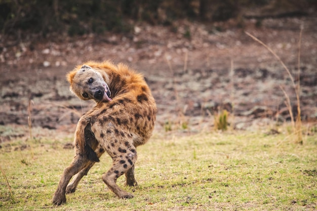 Photo a wonderful closeup of spotted hyena in the savanna