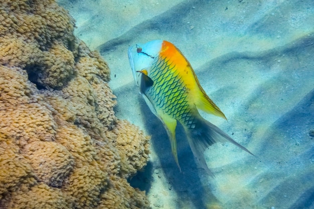다이빙하는 동안 해저에서 멋진 색깔의 슬링 턱 놀래기 물고기