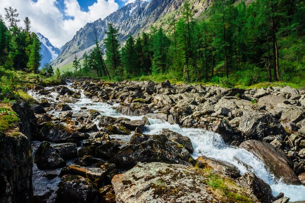 Замечательный быстрый поток воды из ледника в дикой горной речке с большими мокрыми камнями. Удивительный живописный пейзаж с лесом и снежными горами. Атмосферные пейзажи высокогорья.