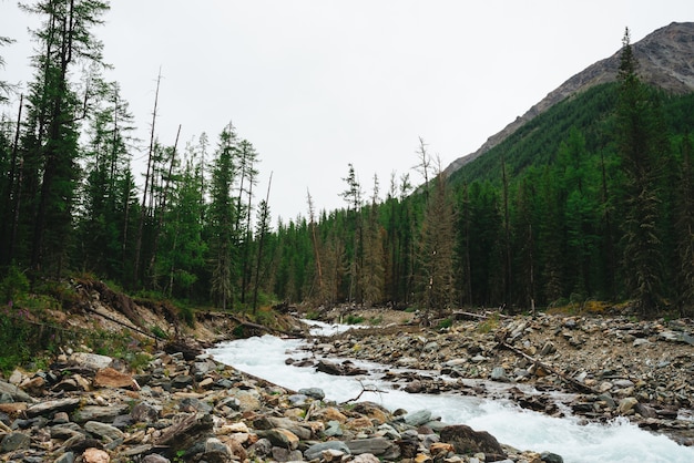 Wonderful fast water stream from glacier in wild mountain creek with stones. 