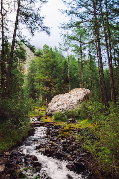 Meraviglioso flusso di acqua veloce nel selvaggio torrente di montagna.