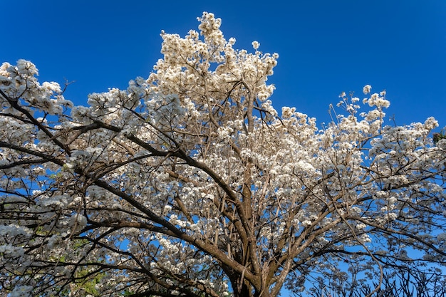 Wonderful flowers of a white ipe tree tabebuia roseoalba ridley sandwith known as quotipebrancoquot