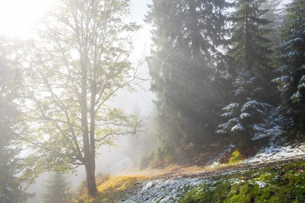 Foto meravigliosa foresta autunnale nebbiosa con raggi solari che si sciolgono attraverso la nebbia mattutina