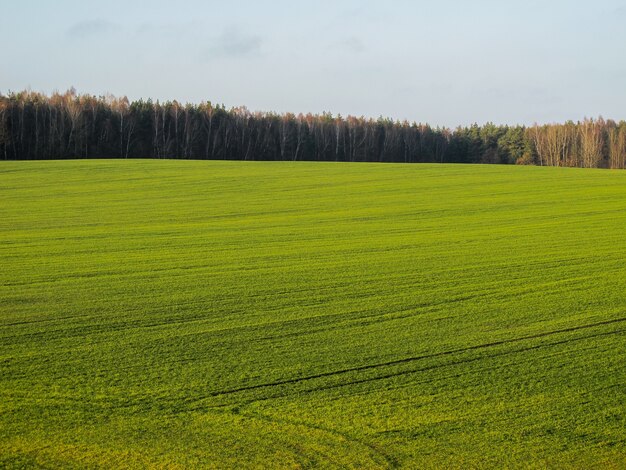 Meraviglioso campo verde e foresta in campagna in una giornata di sole