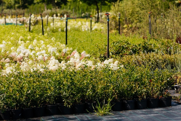 The wonderful hydrangeas in pots for sale