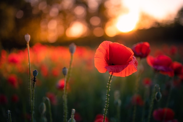 Wonderful landscape at sunset A field of blooming red poppies closeup blurred dream nature lush