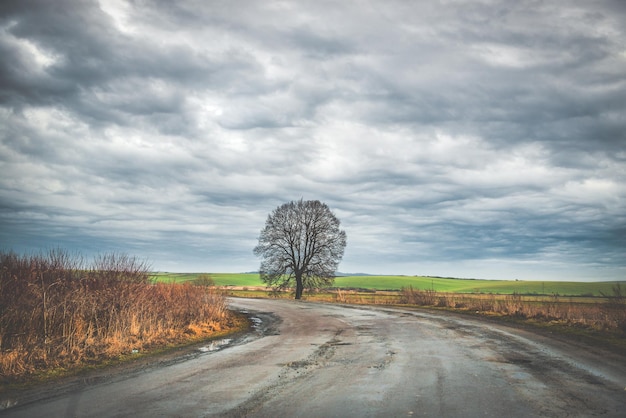 Wonderful landscape with lonely tree by country road in the midst of fields