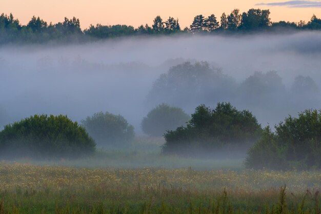 Wonderful mist or fog summer evening or morning sunset or sunrise meadow landscape with flowers