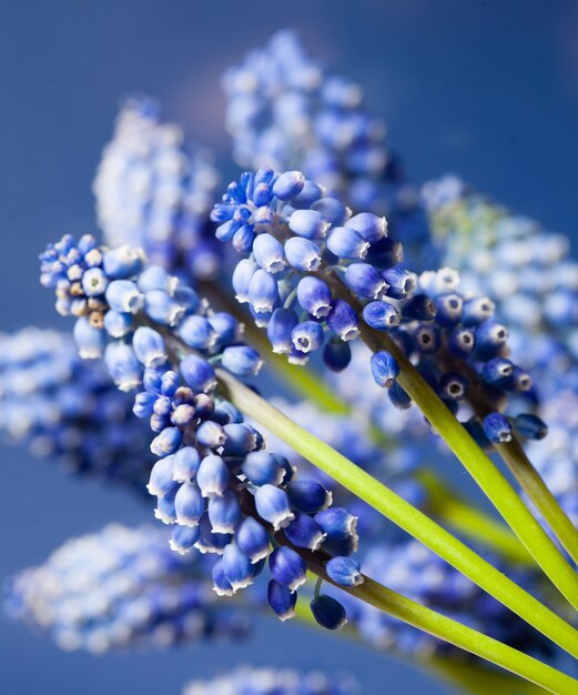 素敵なムスカリボケの花