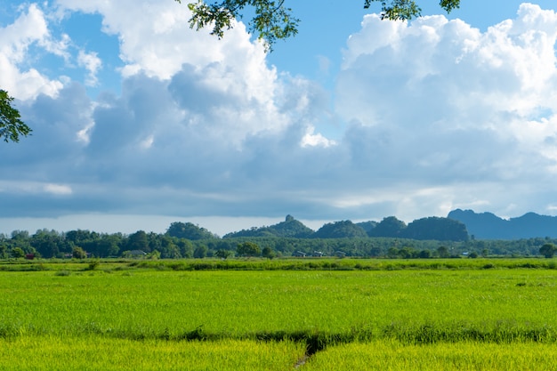 アジアの素晴らしい自然の風景。緑の田んぼと山の景色。