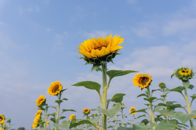 Splendido campo di girasoli con vista panoramica