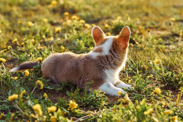 Wonderful Pembroke Welsh Corgi cub resting on green grass outdoor on summer day Little dog with red and white fur lying on warm ground around yellow blossoms