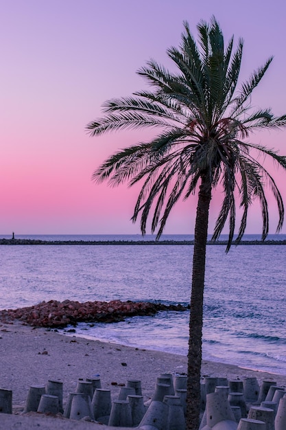 A wonderful picture of palm trees on the beach of Al-Arish in northern Egypt