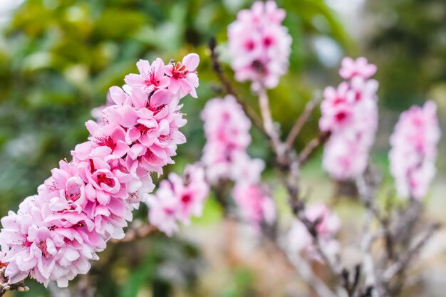 Wonderful pink blossoms from a peach shrub in a garden