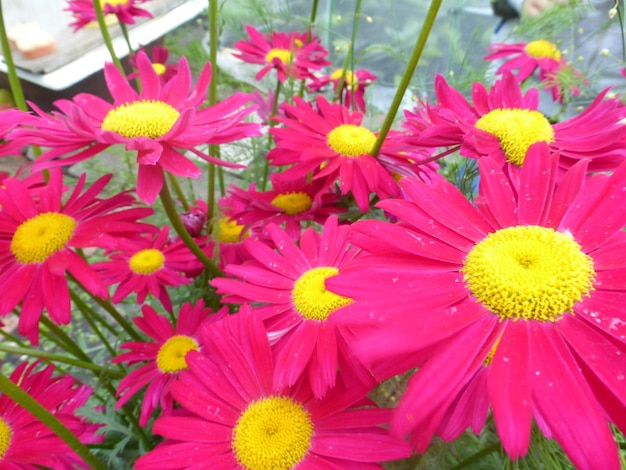 A wonderful red flower in a garden Some red dahlia Red flowers