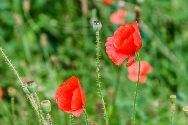 Wonderful red poppies in green grass