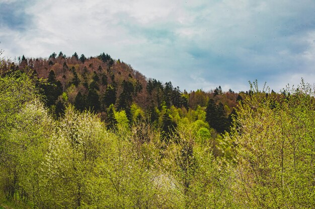 Wonderful spring landscape in the mountains with a flowering trees