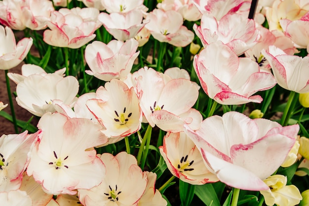 Wonderful spring tulips.