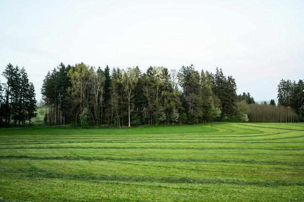 wonderful springtime grassy field landscape