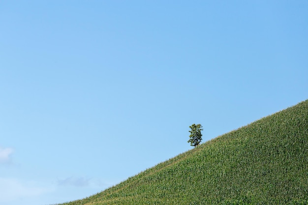 Wonderful springtime landscape in mountains grassy field