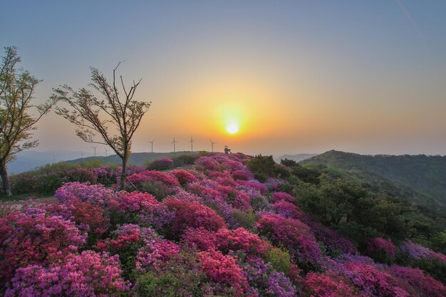 Photo a wonderful sun rises above the azaleas