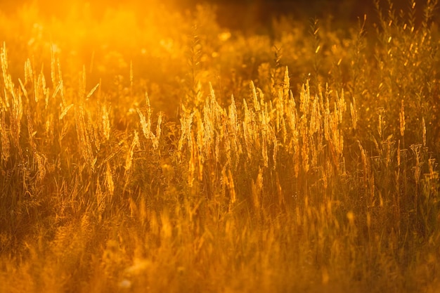 高い草のある畑に沈む夕日と太陽の光