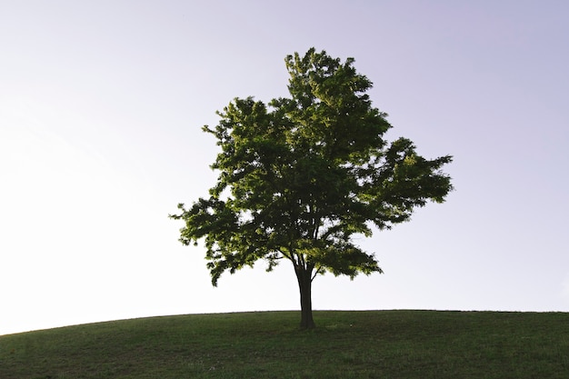 Wonderful tree on grass hill at sunset