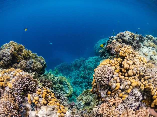 Wonderful underwater life in coral reef of Red sea