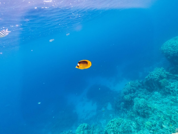 Wonderful underwater life in coral reef of Red sea