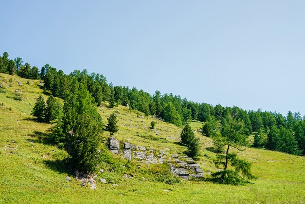 Wonderful view to beautiful green hill slope with coniferous trees and rocks under clear blue sky.