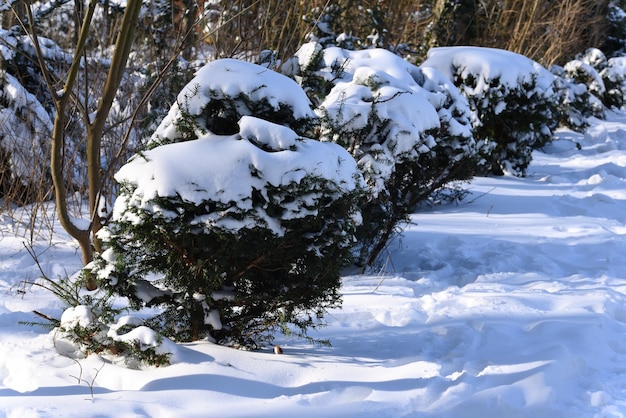 Wonderful view conifer tree after blizzard.