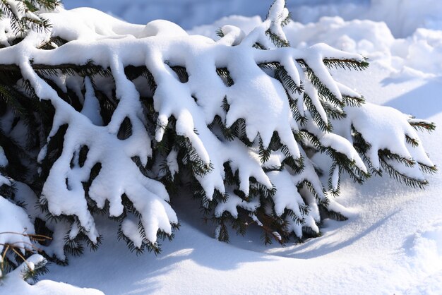 吹雪の後の素晴らしい眺めの針葉樹