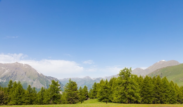 여름날 숲을 배경으로 이탈리아 알프스(Italian Alps)의 멋진 전망을 감상하실 수 있습니다. 피에몬테 지역 - 이탈리아 북부.