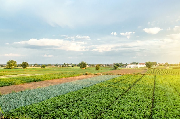 Wonderful views of European farmland fields. Agroindustry and agribusiness. Aerial view countryside