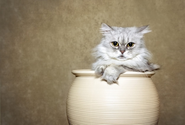 Wonderful white-gray fluffy cat with big eyes