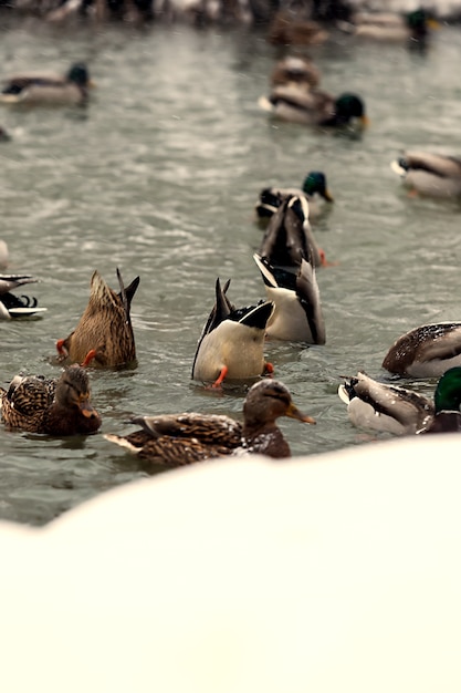 Wonderful winter landscape with wild ducks swimming in the river