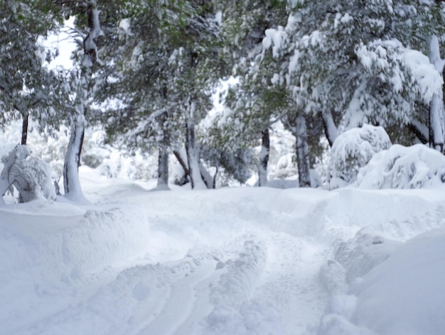 エヴィア島ギリシャのギリシャの村で雪と雪の吹きだまりがたくさんある素晴らしい冬