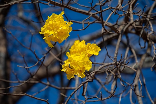 푸른 하늘에 대 한 멋진 노란색 ipe 나무 골든 트럼펫 트리 Handroanthus albus