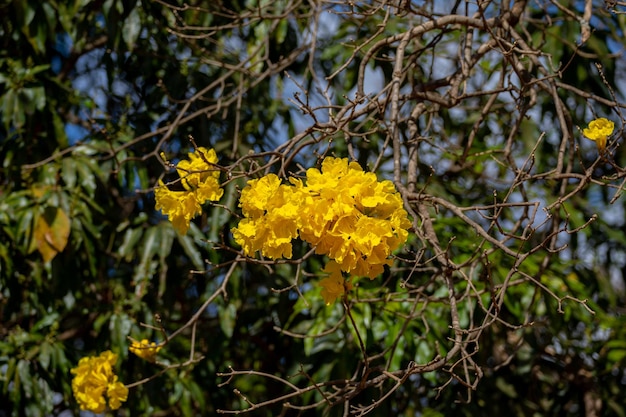 푸른 하늘에 대 한 멋진 노란색 ipe 나무 골든 트럼펫 트리 Handroanthus albus