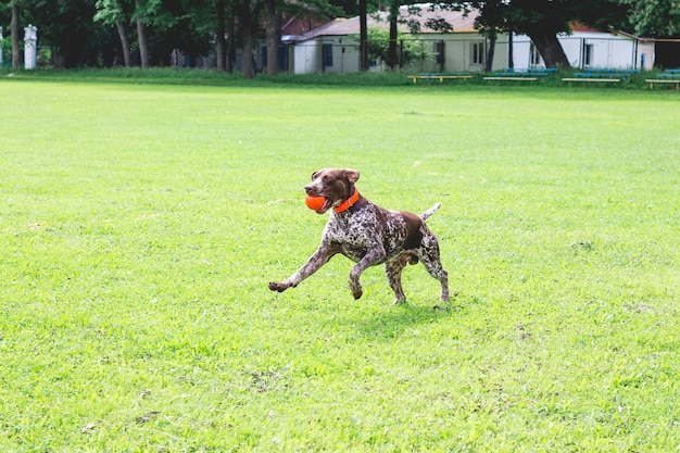 Un meraviglioso giovane cane di razza german shorthaired pointer che corre sull'erba con una palla tra i denti