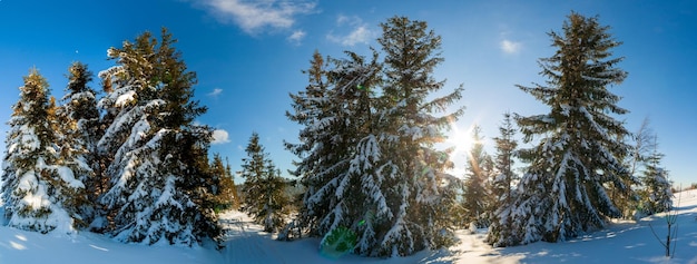 Wonderfully majestic winter landscape glowing by sunlight wintry scene Carpathian Ukraine Europe Beauty world Happy New Year