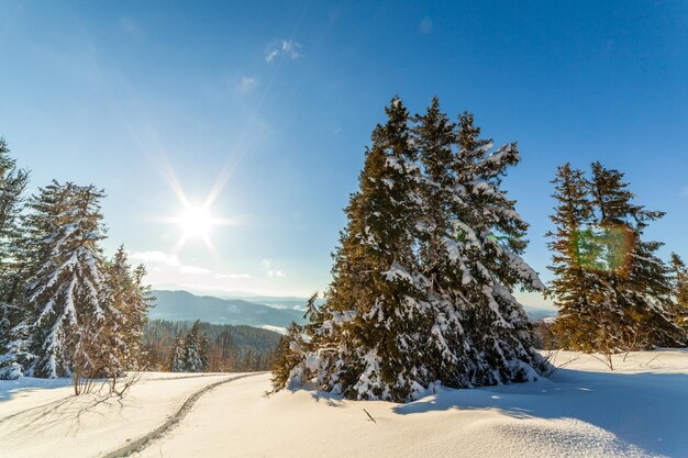 Wonderfully majestic winter landscape glowing by sunlight wintry scene Carpathian Ukraine Europe Beauty world Happy New Year