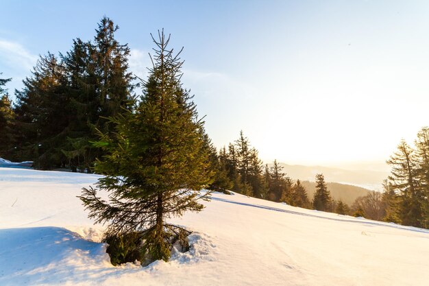 Wonderfully majestic winter landscape glowing by sunlight wintry scene Carpathian Ukraine Europe Beauty world Happy New Year