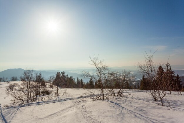 Wonderfully majestic winter landscape glowing by sunlight\
wintry scene carpathian ukraine europe beauty world happy new\
year