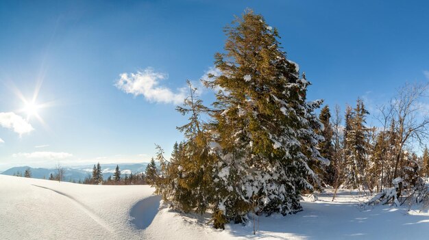 日光の冬のシーンで輝く素晴らしく雄大な冬の風景カルパティアウクライナヨーロッパ美容世界明けましておめでとうございます